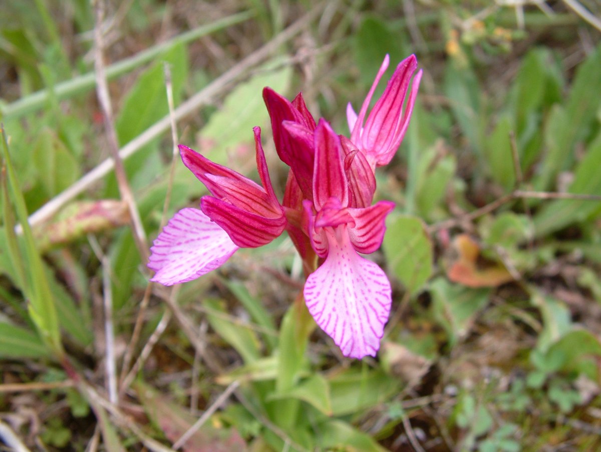 Orchidee di Marzo - Dalla Grecia con passione